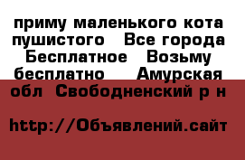 приму маленького кота пушистого - Все города Бесплатное » Возьму бесплатно   . Амурская обл.,Свободненский р-н